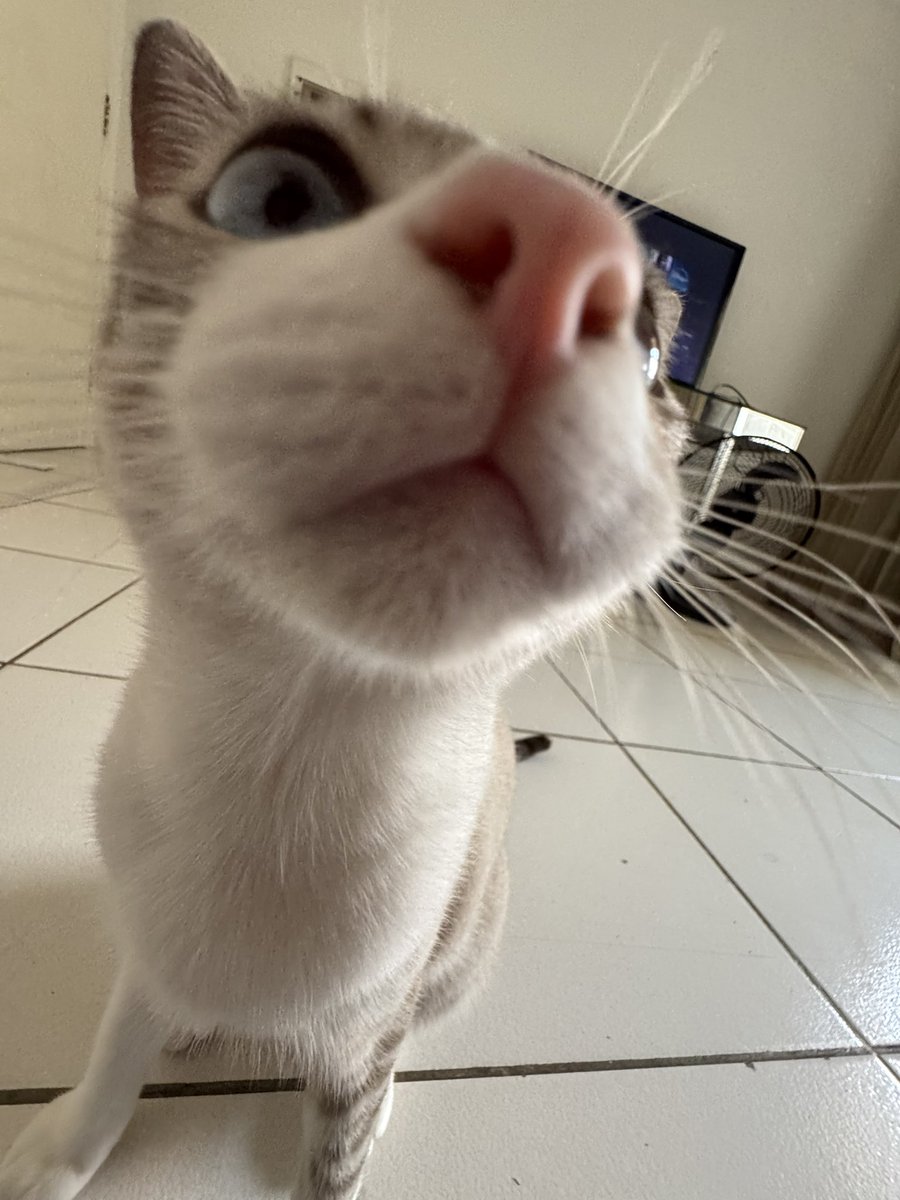 sushidedratini's tweet photo. Miau #miautwt https://t.co/Svasp9OZw0