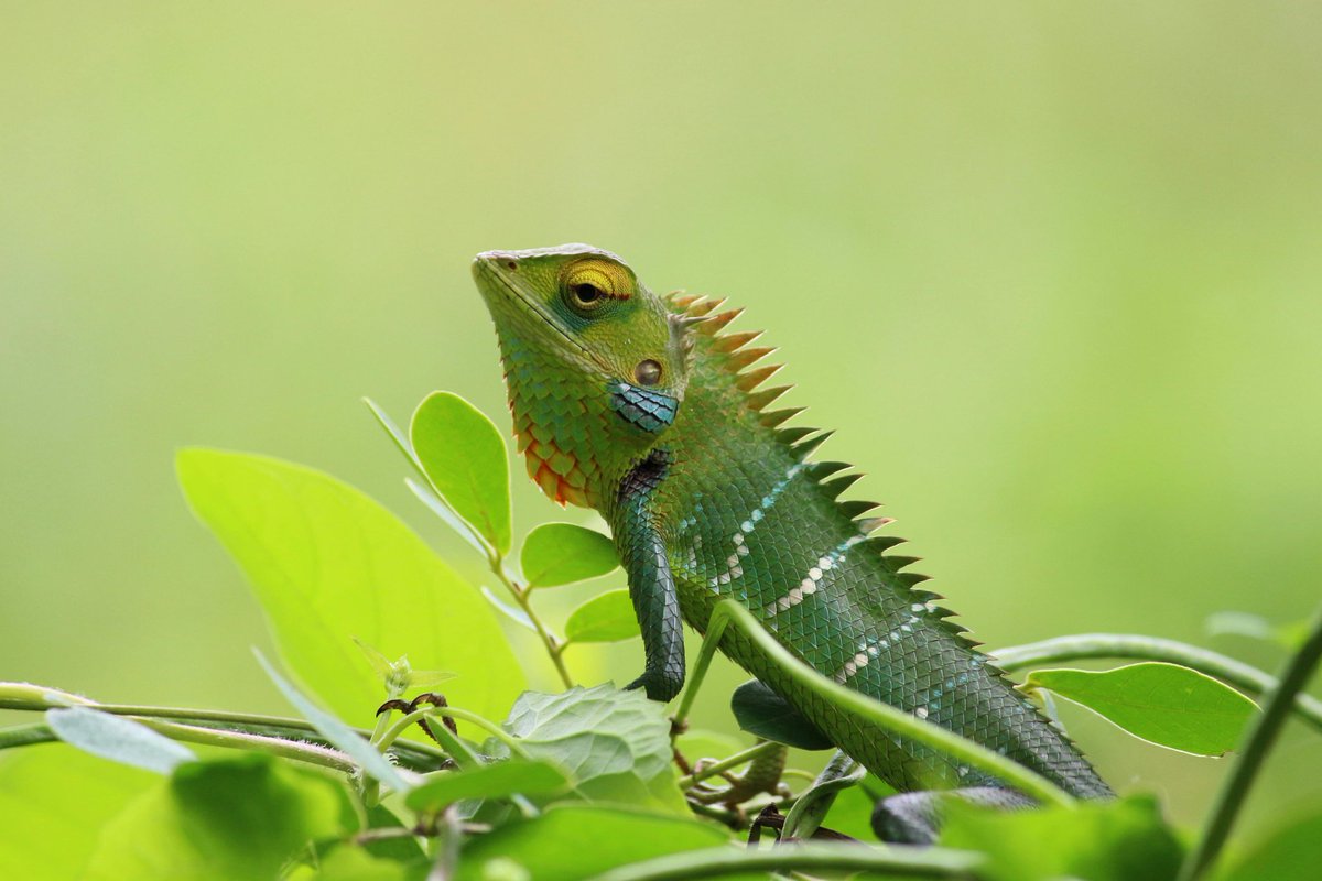 pawsLove18's tweet photo. @pawsLove18 A living kaleidoscope — every scale tells a secret. Zoom in on the magic of the chameleon. 👁️✨
#Chameleon #CloseUpNature #ColorShift #WildlifeDetails #ReptileLove #NatureZoom #CamouflageKing #AnimalPortraits https://t.co/FnAkvBuHxL