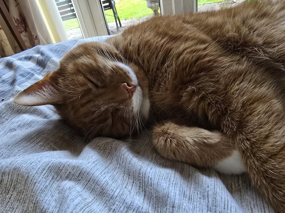 Just blessing your timeline with Butters
My wonderful 14 year old boy who is happy to have me at my mom's giving him snuggles while I recover 💖
