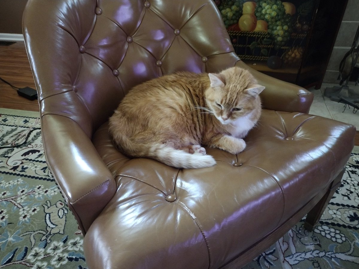 DannyFantod's tweet image. I got this awesome chair at an estate sale. Mae claimed it within minutes. 
#Vintage #Pickers