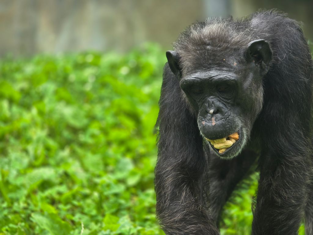 prim8rescue's tweet image. Noelle is stuffing her mouth full of peanuts as she forages in the outdoor enclosure 🥜