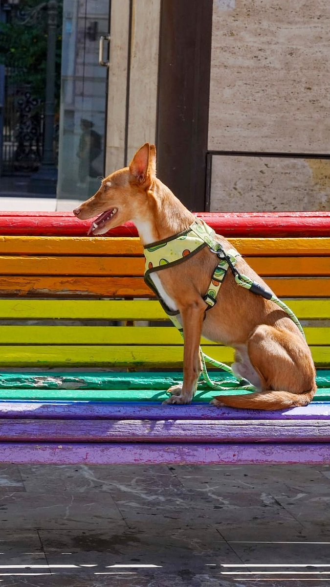¡Feliz Orgullo! 🌈