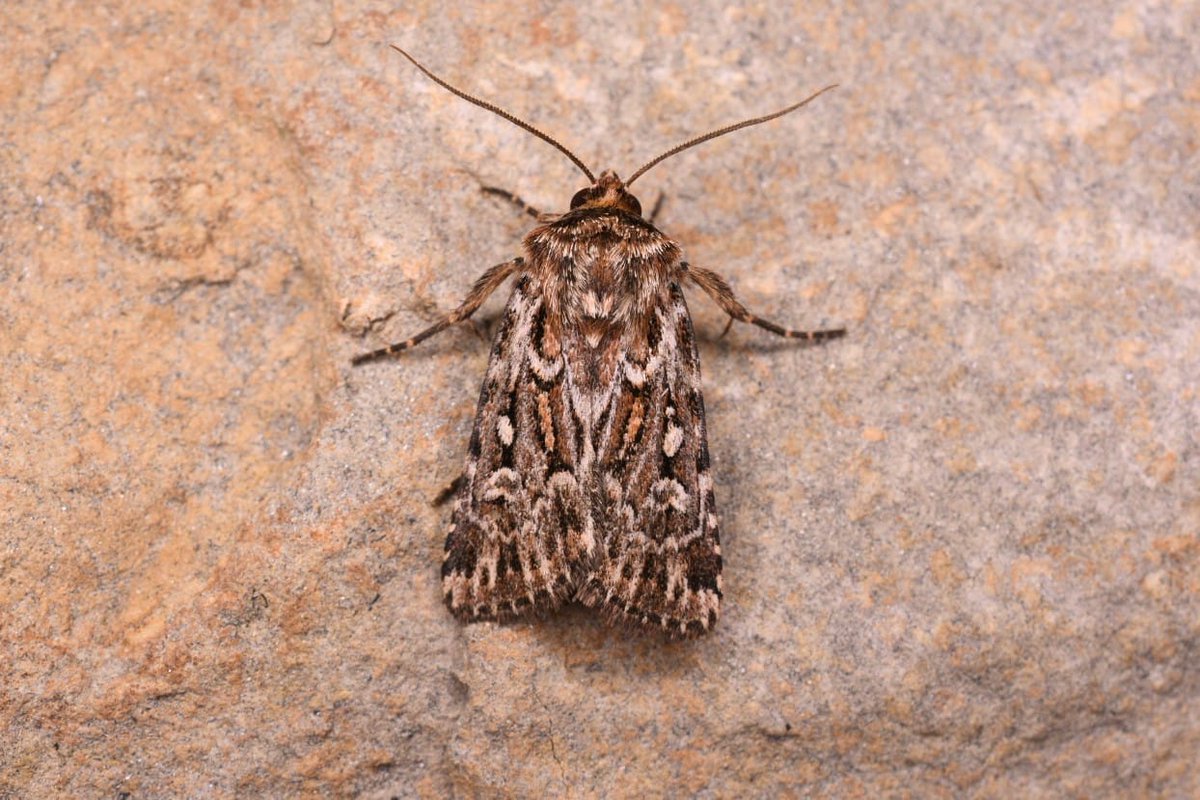 Howard Vaughan (@elbf2010) on Twitter photo Lowestoft Life - 24th-27th June 2025
Squeezing in some moth time before I disappear again! blueeyedbirding.blogspot.com/2025/06/lowest…
<a href="/BeachHutBirder/">Antony Wren</a> took most of the pictures in this blog post <a href="/BC_Suffolk/">BC Suffolk Branch</a> #teammoth Lowestoft Life - 24th-27th June 2025
Squeezing in some moth time before I disappear again! blueeyedbirding.blogspot.com/2025/06/lowest…
<a href="/BeachHutBirder/">Antony Wren</a> took most of the pictures in this blog post <a href="/BC_Suffolk/">BC Suffolk Branch</a> #teammoth
