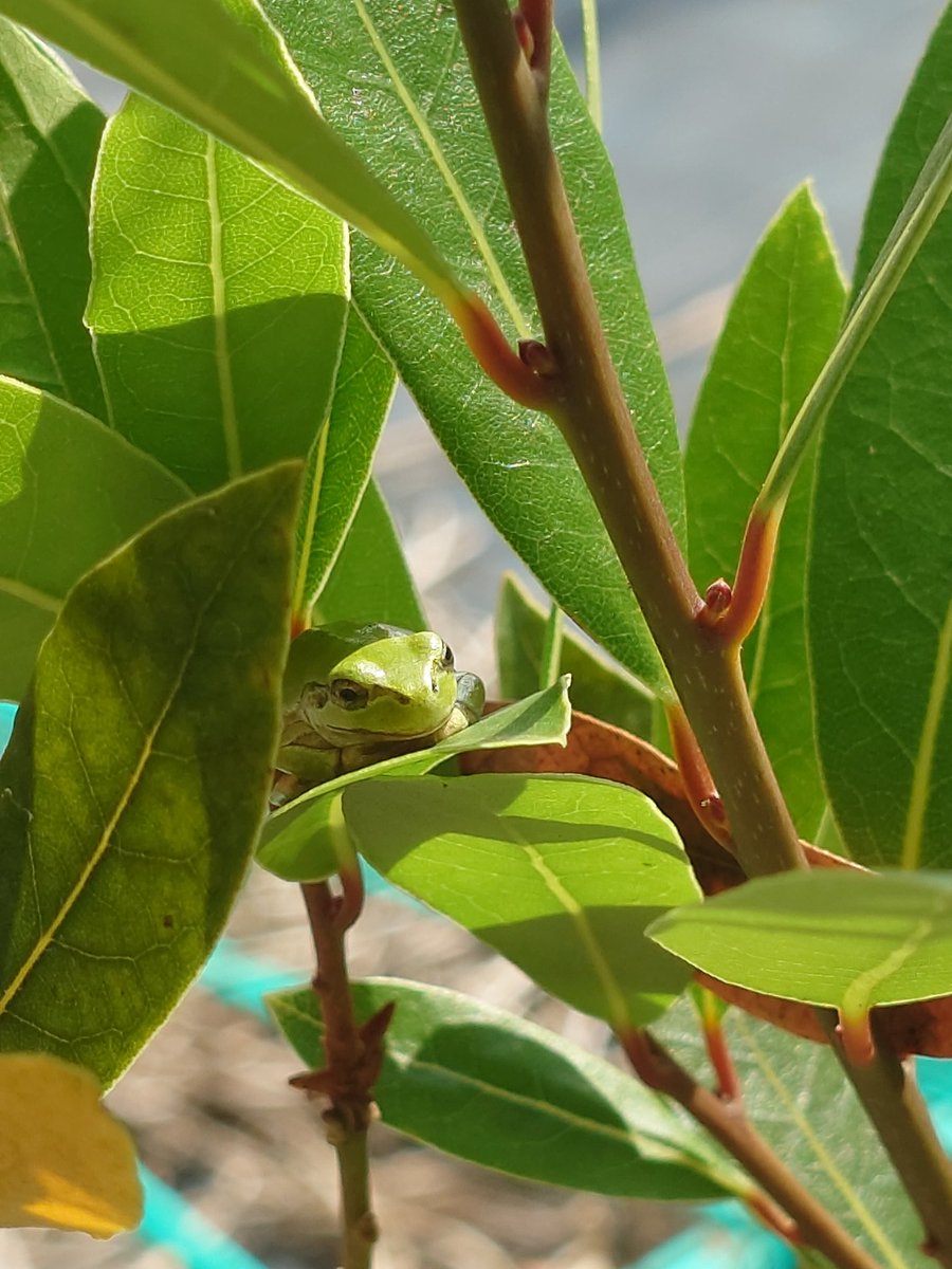 NtokD's tweet photo. カエルが沢山見られる季節がやってきたなう🐸 https://t.co/kJ8dQxmthB