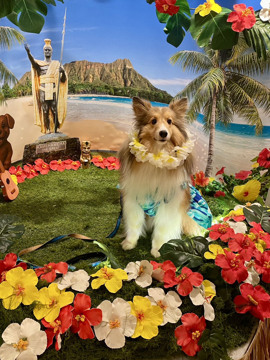 ハワイアンモネちん