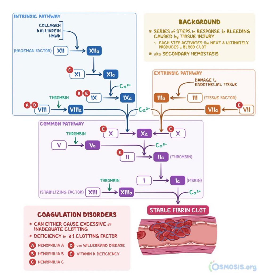 BrownJHM's tweet image. Coagulation cascade @OsmosisMed