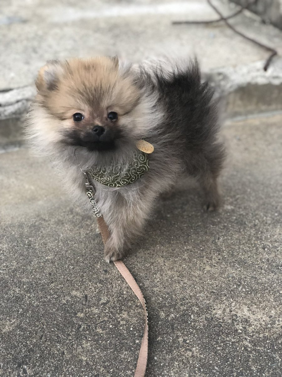 a_naetoru's tweet photo. @kou111dachs 🐶🤎🤎🤎 https://t.co/C52NrAQM0I