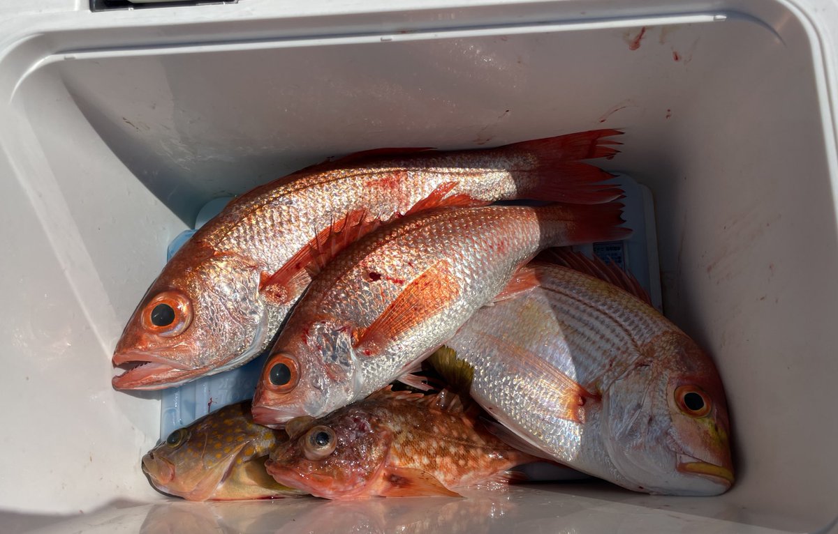 友達と一年ぶりの釣行、根魚の詰め合わせ🐟
３時起きの甲斐がありました！