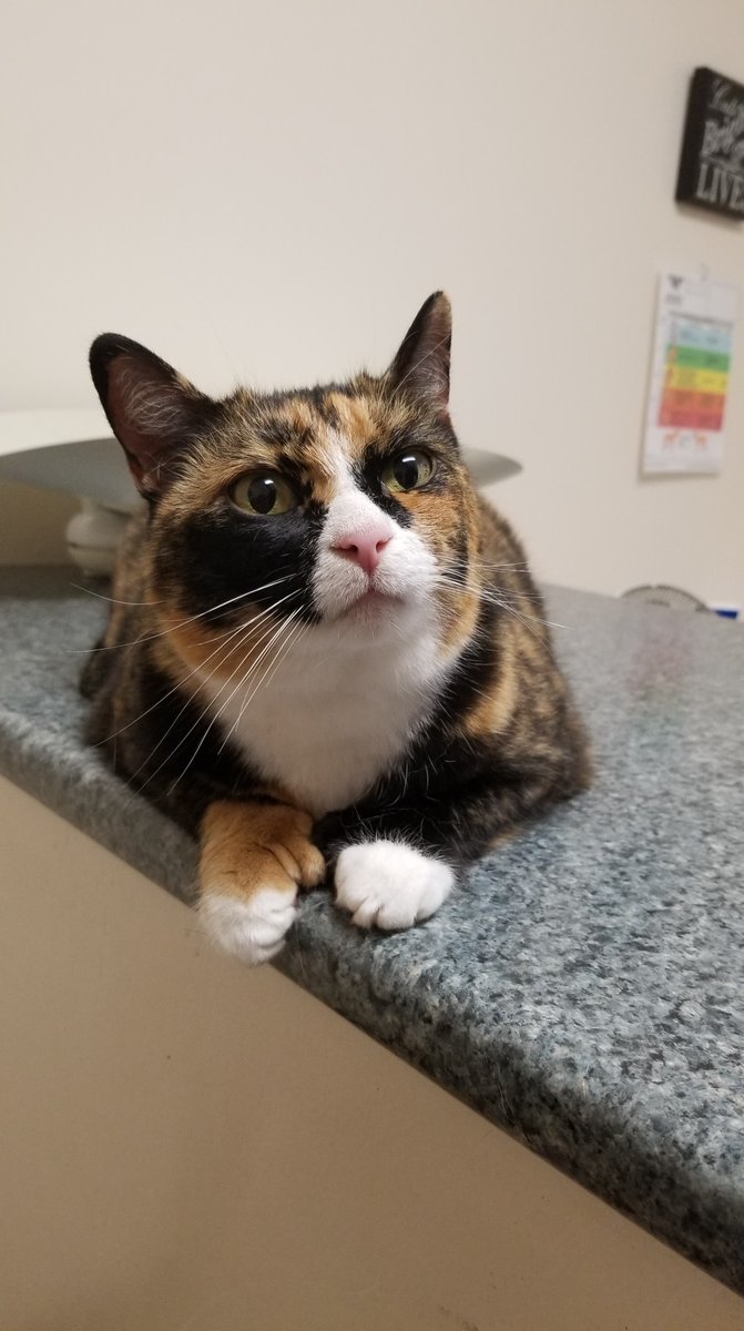ColdStream16's tweet image. The old girl is gone. Knew for some time that she wasn't going to be around much longer. Found her just inside the basement door this evening. She lived for 16 years. She had 26 claws. Liked most people. Hated other cats. Included our other 2. All other cats were scared of her,…