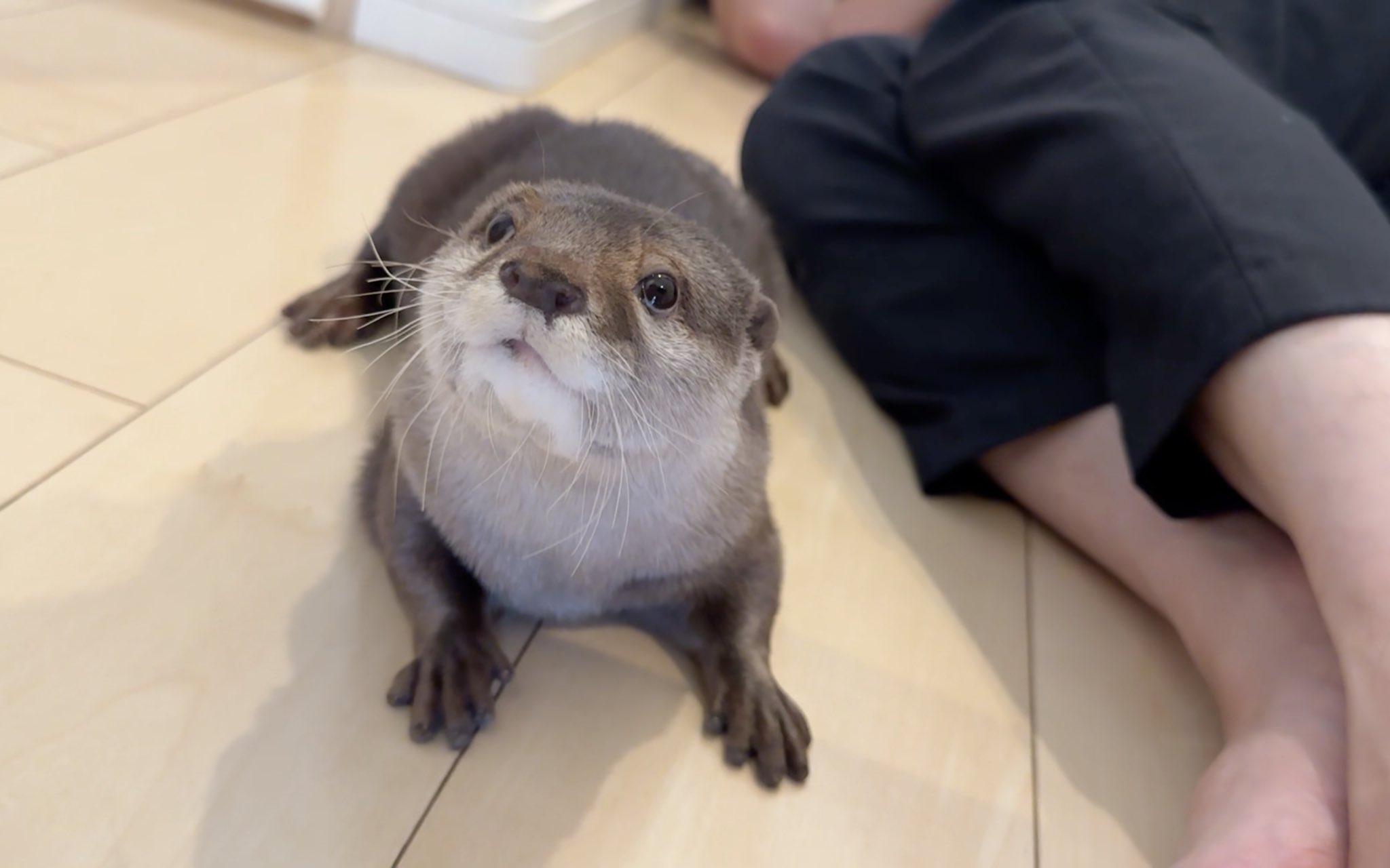カワウソ様 カワウソさくら on X: 