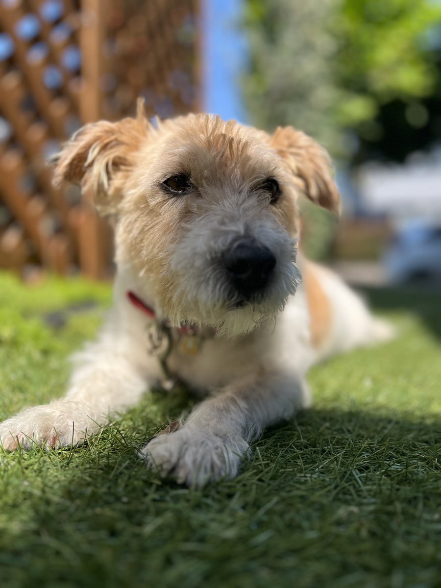 jacko_1228's tweet photo. #ジャックラッセルテリア  #犬
毎日暑い🥵
水遊び用にカットしたぜ🐶 https://t.co/bc0nPjNr5b