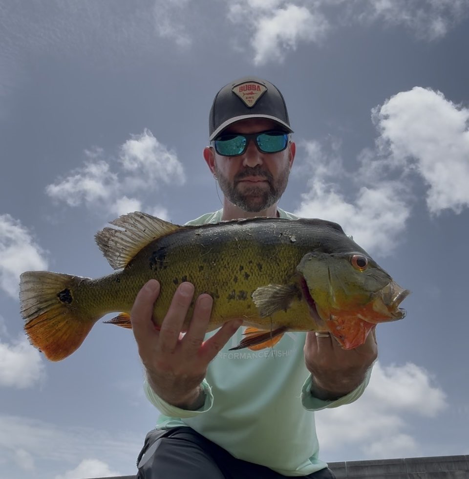 4stringbaseman's tweet image. Some peacock bass action today 🎣