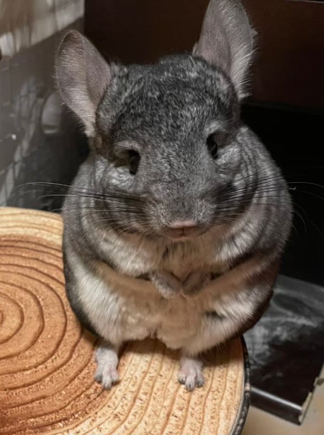 GunuchuKutachu's tweet image. 「飼い主ぃ、うんうん🐭
ほしいガチャがでたの？
よかったよかったねぇ🥞

...それで？ぐぬにおやつは？」