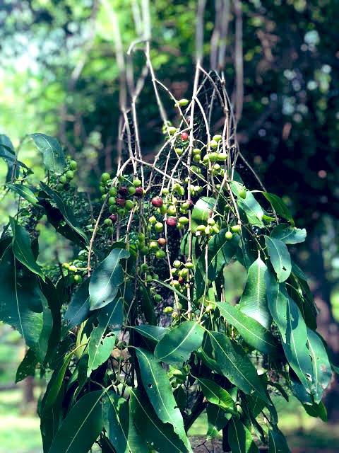 One of the prominent trees of Delhi is Jamun. Two types of Jamun are found here. 
One is Rai Jamun (Syzygium nervosum), which is also called ‘Asadhiya’ and it ripens in June-July. The other is Jamoa or ‘Bhadonia’ (Syzygium cumuni) which ripens in August-September.