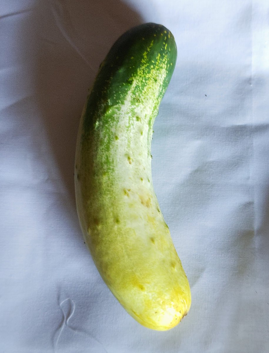 oJGiiQZ0IBiBnDJ's tweet image. 相模半白きゅうりをいただきました🥒
神奈川の在来種らしいです
食感が独特のきゅうりとの事🤤
#相模半白きゅうり
#COGO
#COCORONOMICHI