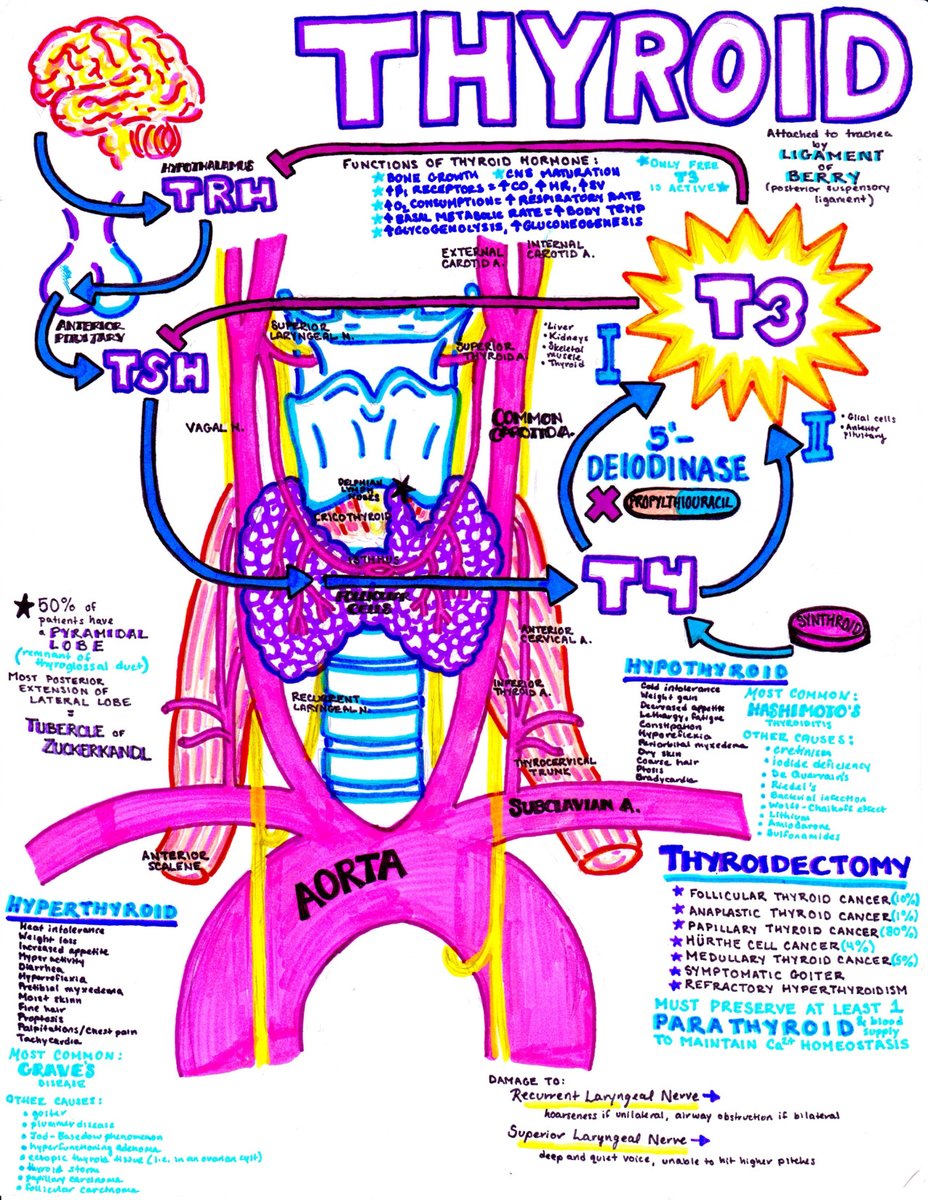 Myxedema coma is rare, deadly, and easy to miss. Vague symptoms can mimic common #EmergencyDepartment complaints, but delayed diagnosis is dangerous. Think of it in patients with AMS and multisystem issues 🧠🩺 #MedEd #FOAMed #EMBound

Learn more: ow.ly/M6Mx50WaglE