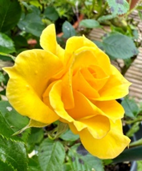 Birşeyden uzak olan bir kimse, yakın olan adam kadar o şeyi göremez. Ne kadar zeki olursa olsun. Hz. Bediüzzaman