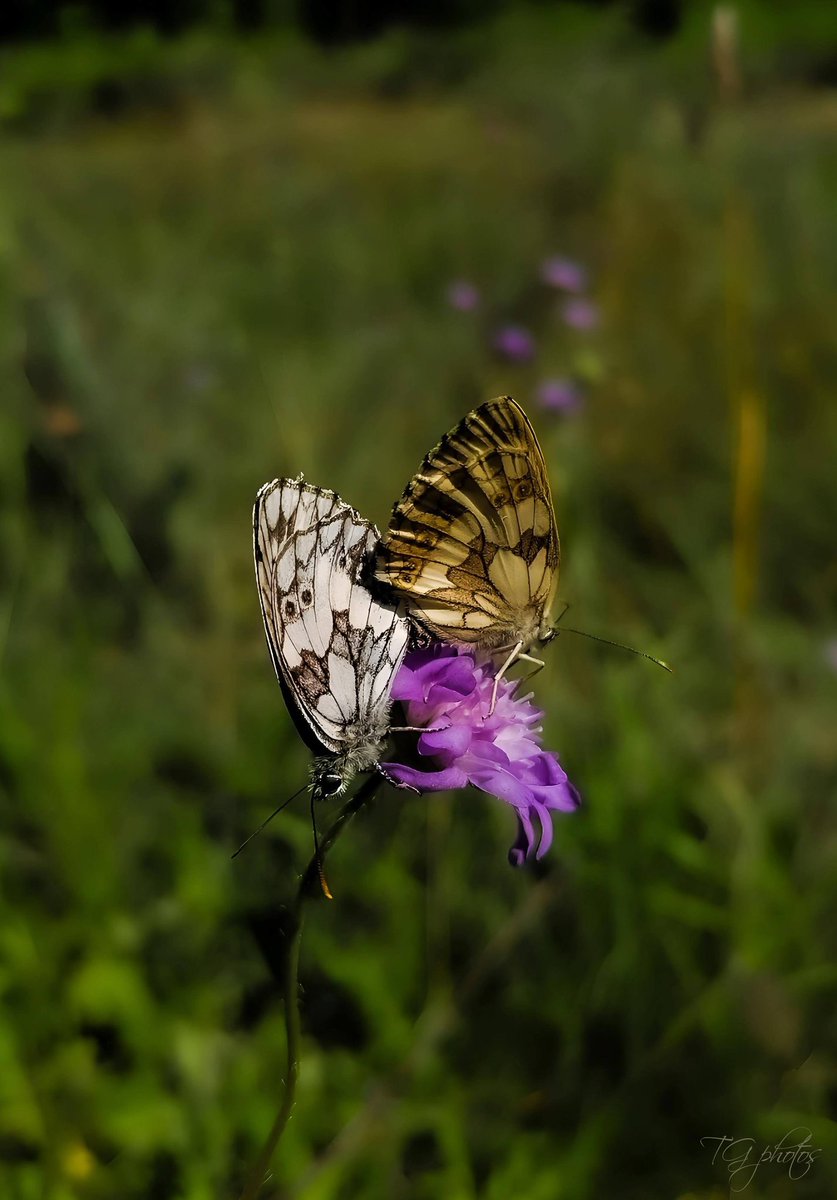 A thousand apologies for my incursion into the private life of this couple from Demi-Deuil (Melanargia Galathea).
Photo taken in the department of the territory of Belfort(90)Andelnans, France 2025📸