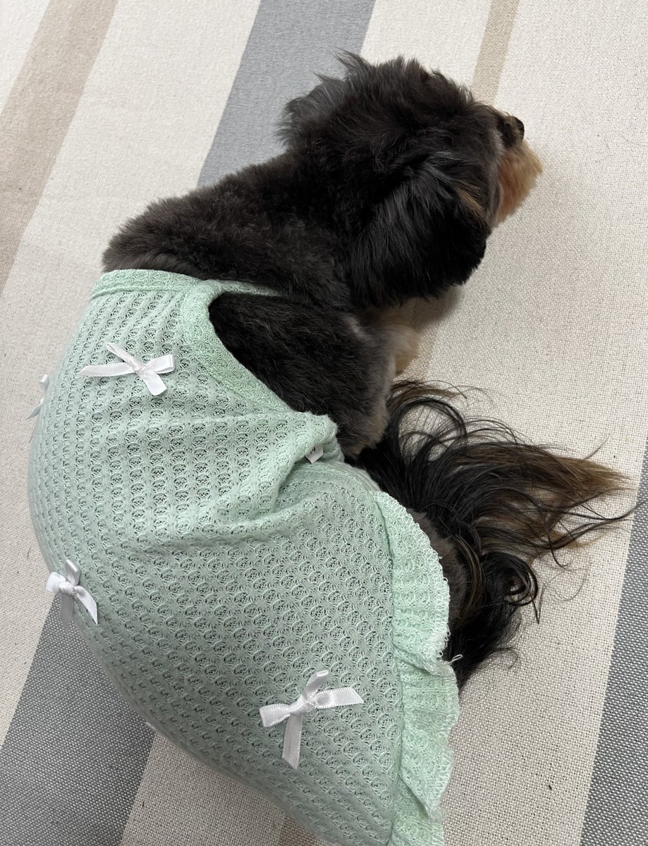 おはようございます🌞

今日も朝から暑い💦🫠

#チワプー #ミックス犬 #犬のいる暮らし #犬好きさんとつながりたい #犬がいる幸せ