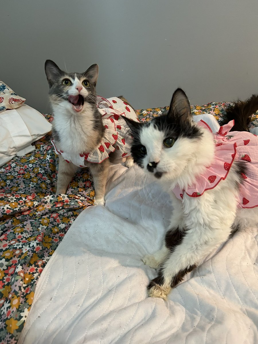 The girls heard it was <a href="/tylerjazz1729/">Tyler Woolley</a> birthday, and they dressed up and shared some treats to celebrate :)