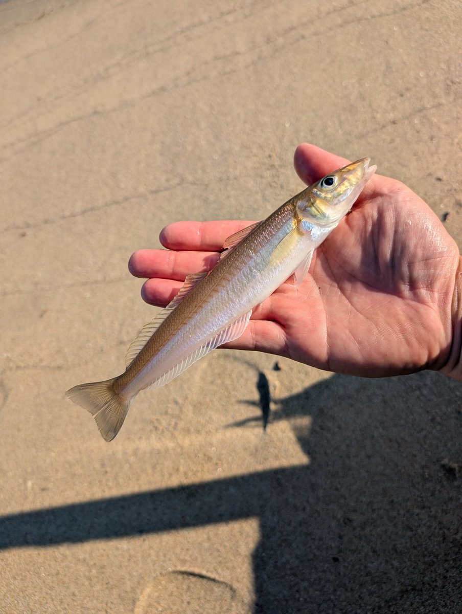 @ebinosuke tweet media