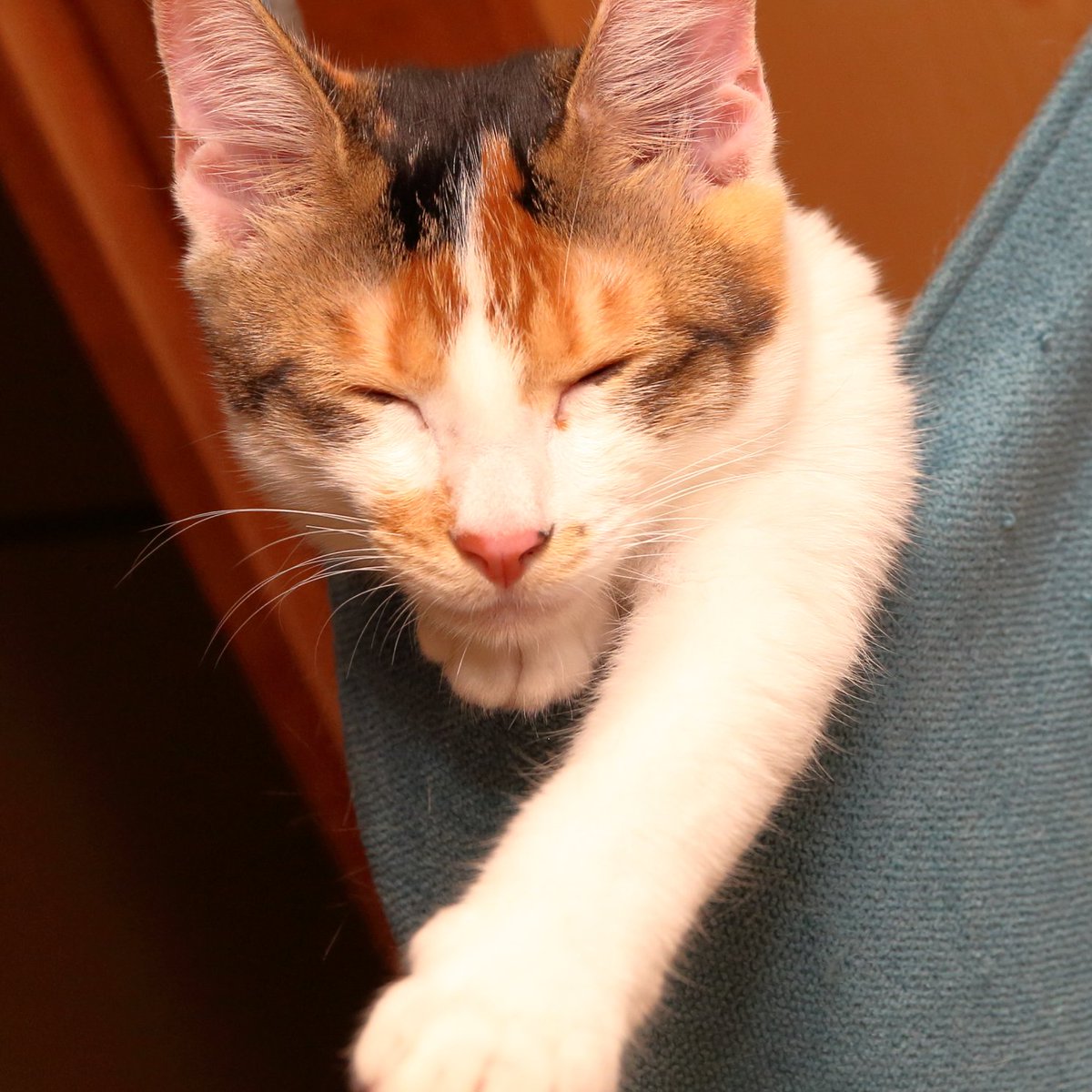 おはようございにゃす😺
今日は、国際熱帯デー、ビートルズの日、星の王子さまの日🧐

#黒猫 #のあ 
#くつした #るあ 
#三毛猫 #みあ 
#保護猫を家族に #猫かわいいね #猫好きさんと繋がりたい #猫のいる幸せ 
₍ᐞ•༝•ᐞ₎◞ ̑̑