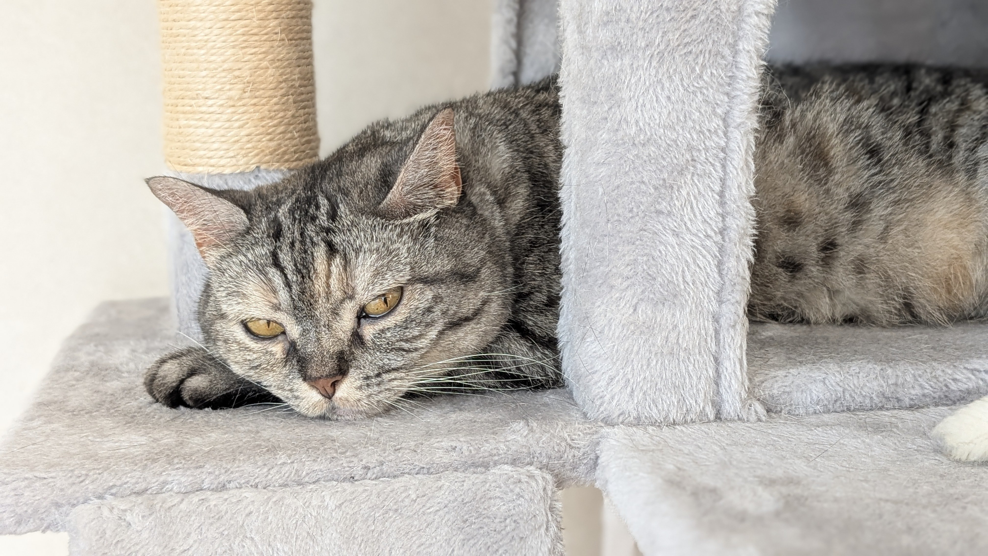 猫のきんたまのことを鈴カステラって呼ぶの大変に愛おしゅう