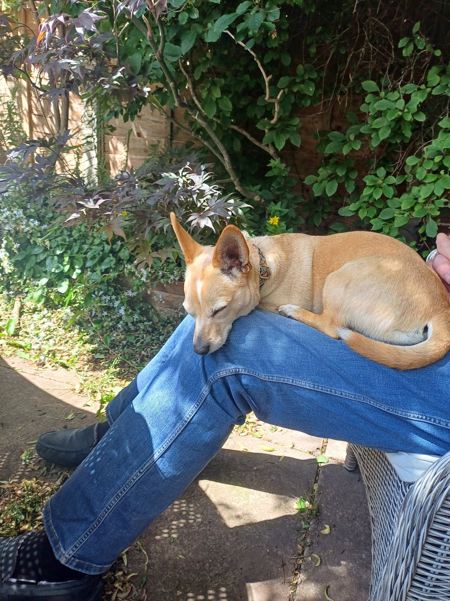 The pupster had the right idea today . Hope all your doggos and other furry creatures we share our lives with have been ok in the heat.