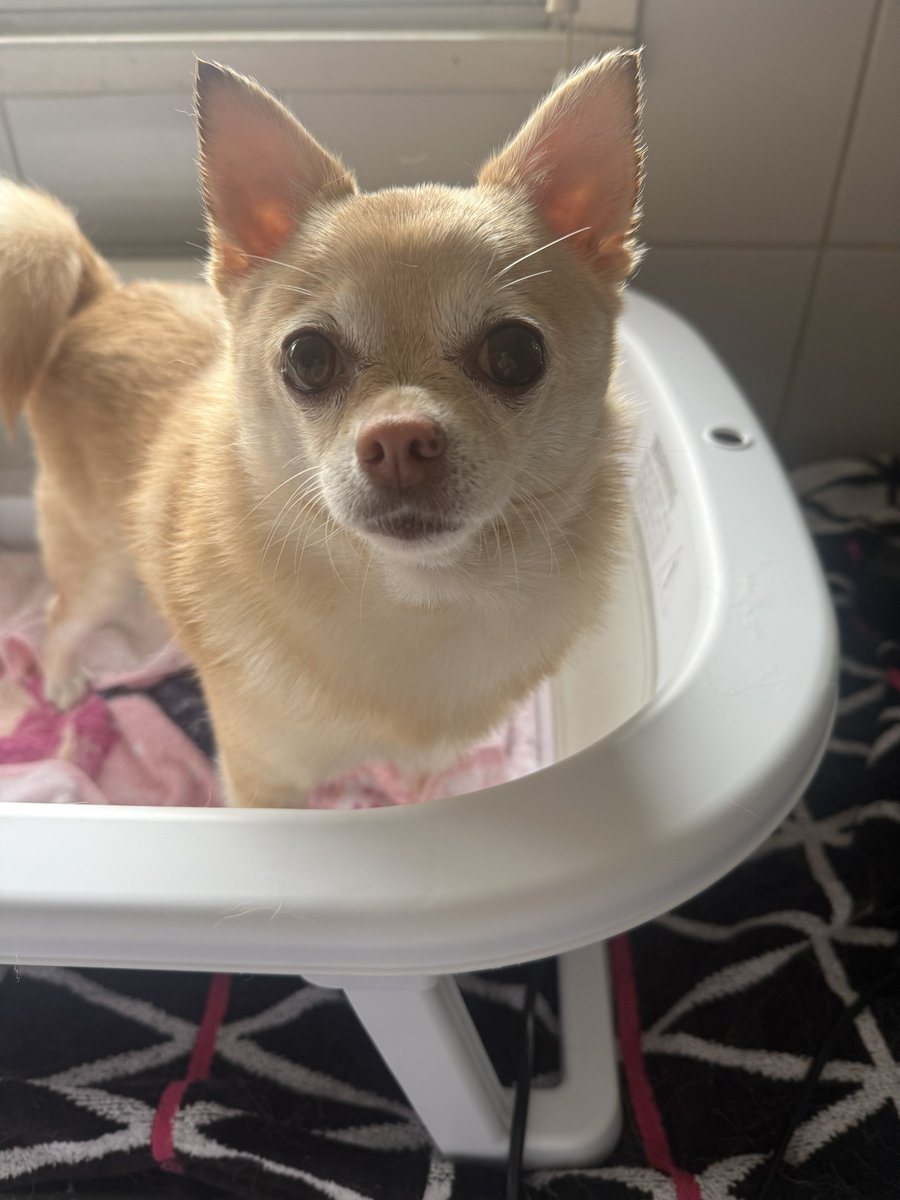 I had my Spa Morning this morning. I’m feeling fresh and fabulous and I didn’t show any Tinkertude today 😊🐾 

#tinkerbellthepomchi #pomchi #tatertotsquad #dogsoftwitter #dogsofx
