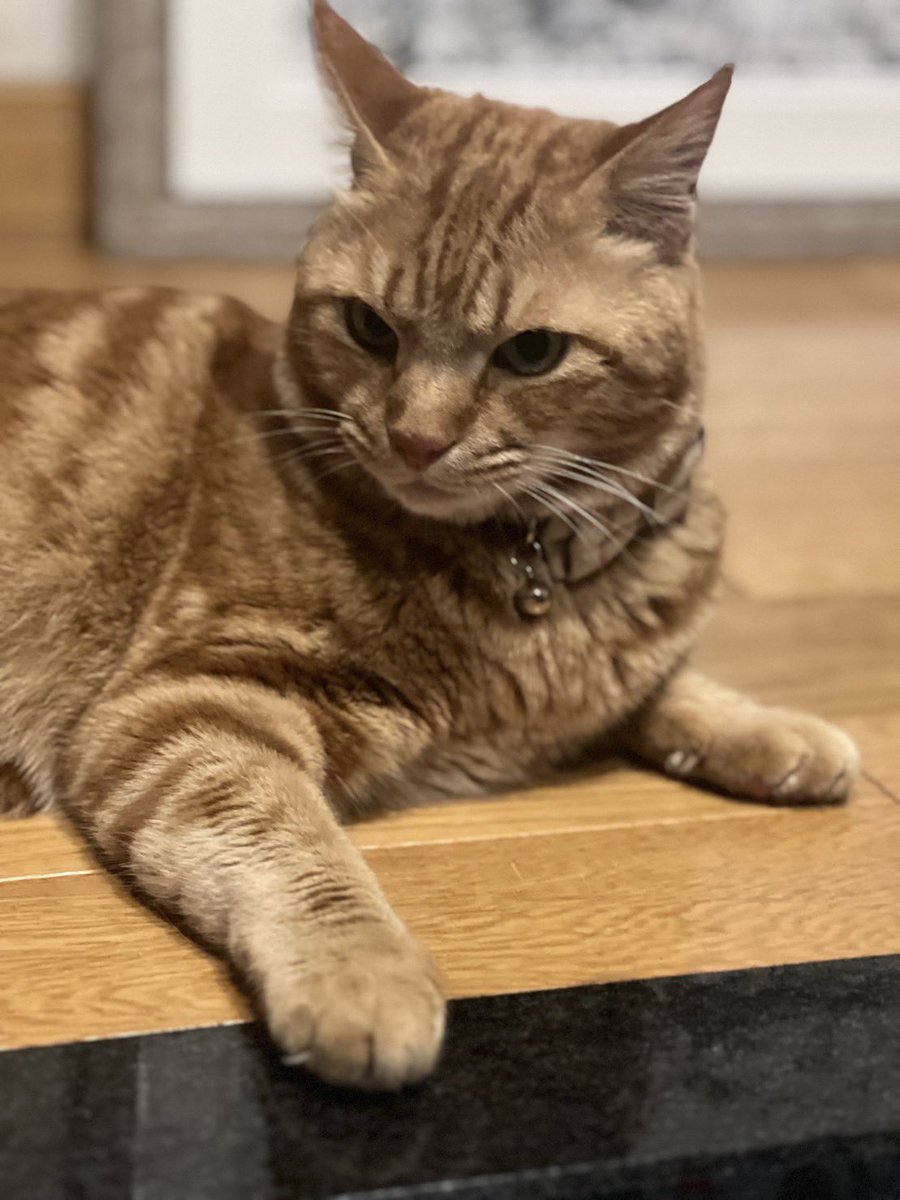 おはにゃん🌿　　　　　　by🐯