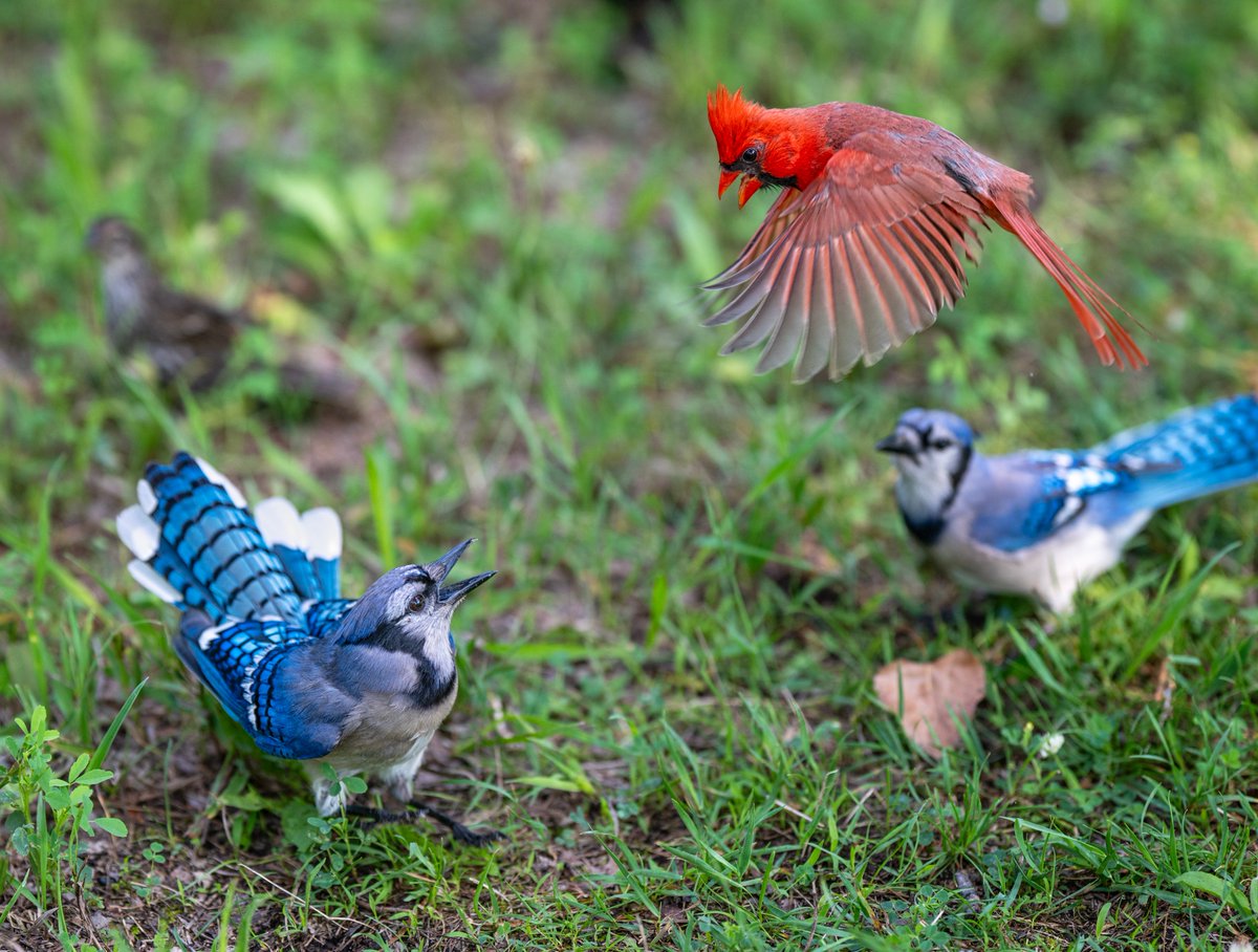 JocAPhotography's tweet photo. Red versus Blue

📷: Blue Jay and Northern Cardinal https://t.co/Y2xpd7ZoPT