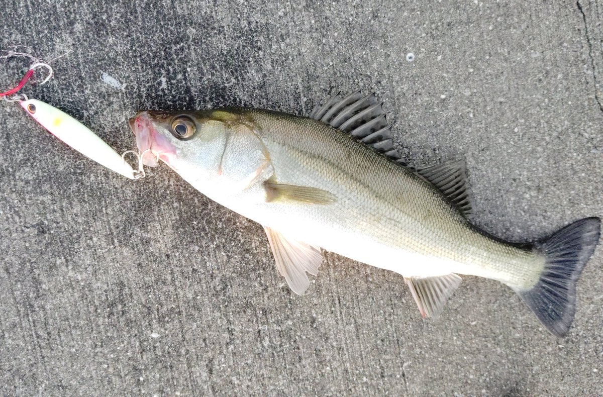 【即購入OK❣️】ジグ　30個セット　ショアラバ　ジグパラ　投次郎　傷あり 即購入OK❣️】ジグ 30個セット ショアラバ ジグパラ 投次郎 傷あり