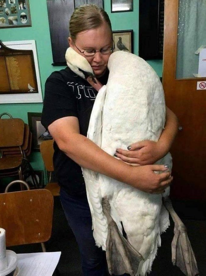 The Swan embracing the veterinarian, who saved his life.