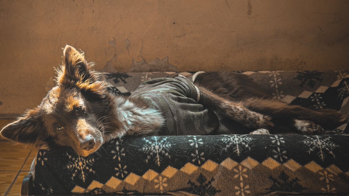 Estoy en modo Ramón: tirado, agotado y existencial, después de 2 semanas de entregas, coordinación, planificación y esa hermosa esclavitud llamada ser tu propio jefe.

Despertar sin tener idea del día que es... se disfruta.

Que cracks los productores del Corral. 🙏🏼