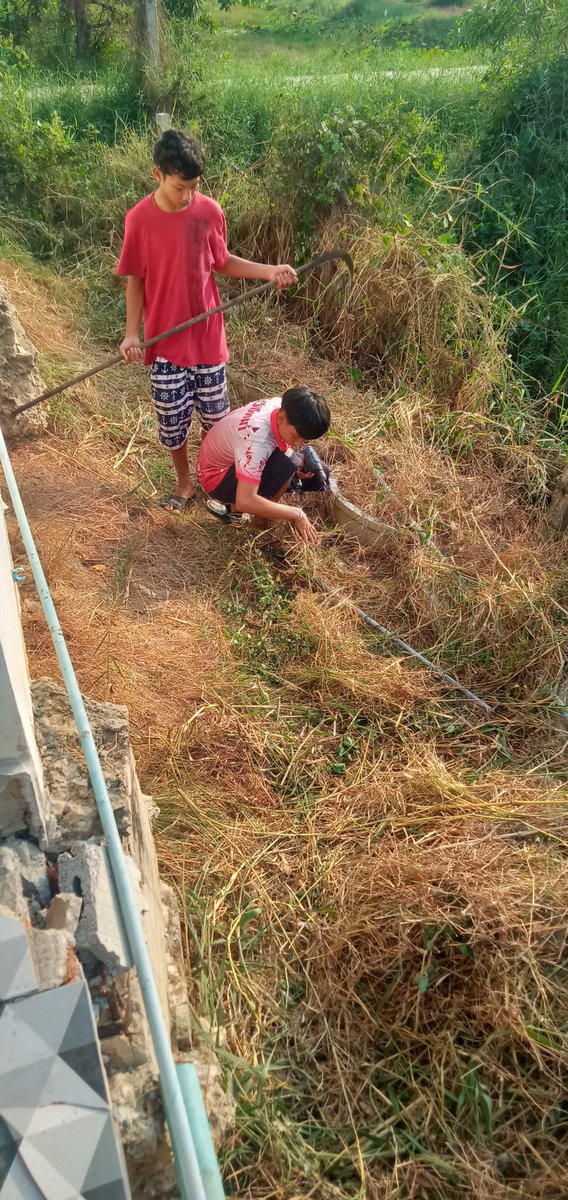 21 june  เฝ้าพวกกาจอกถางหญ้า