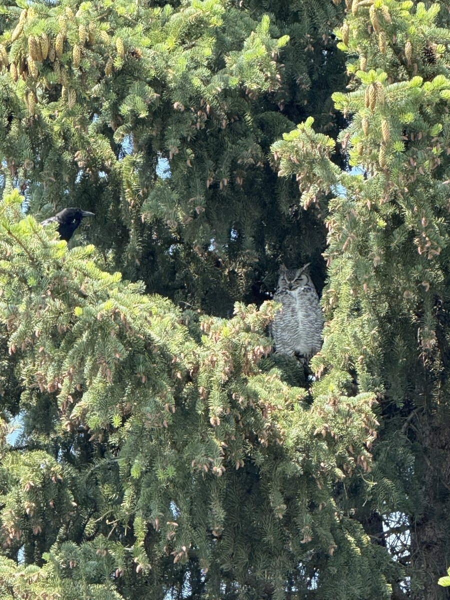 WHOO is this on #8? 🦉 Pictures by Carla Smith