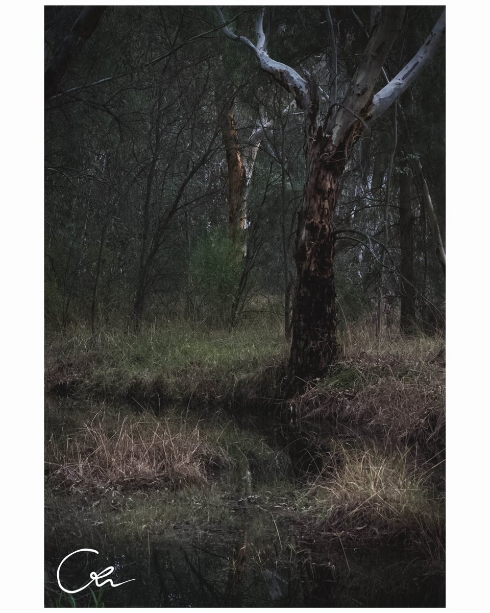 CellsDivide7's tweet photo. Hidden around where the river bends,
trees reach out with their twisted hands.
Disturbed by the mud beneath them,
they yearn for escape, but never freedom. https://t.co/3V1AjwnSK4