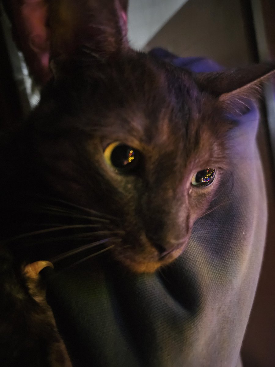 GN peeps

Cat of the day:I said, ooooooooh, I'm blinded by the lightsssssss