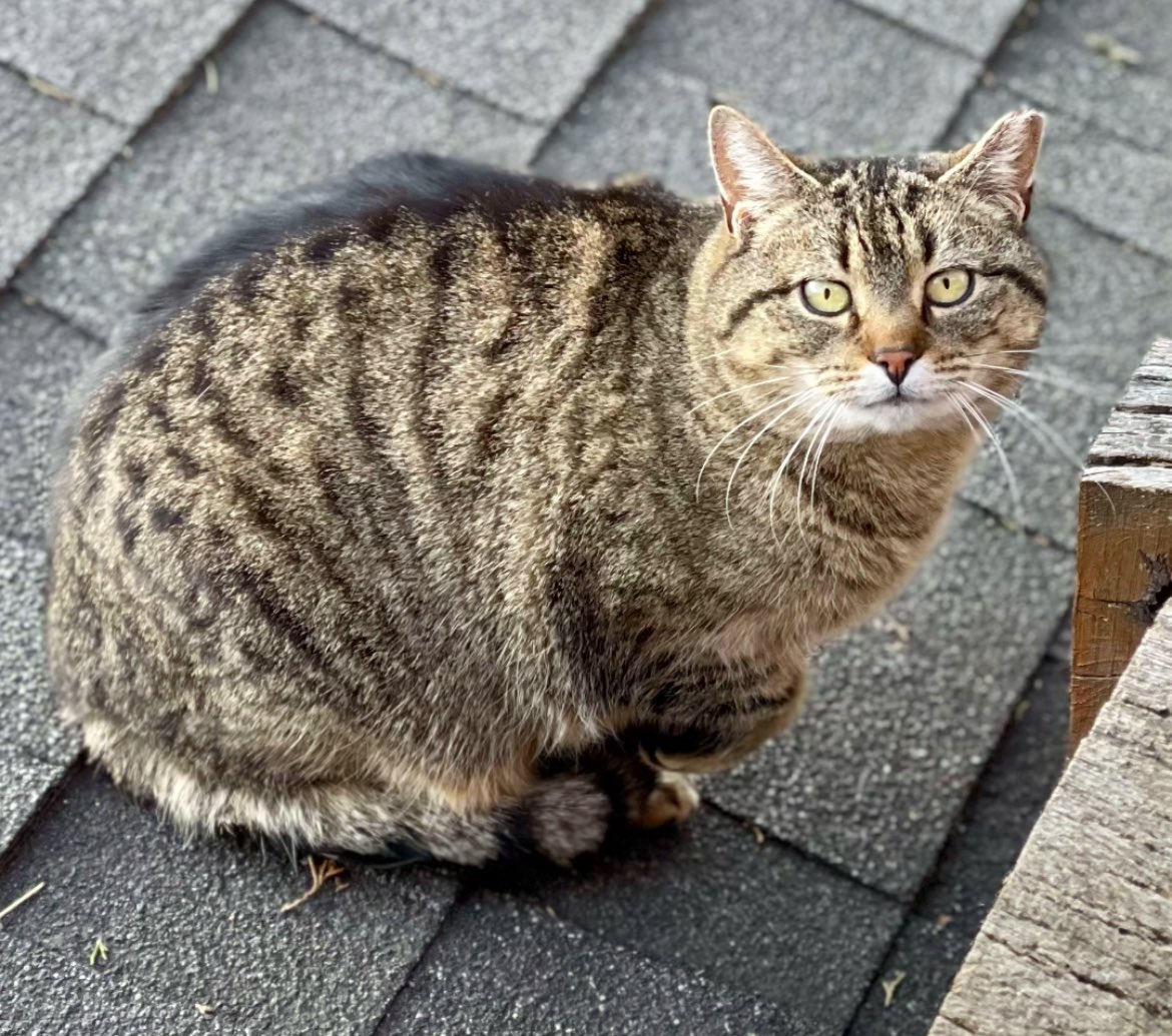 RileyFarmRescue's tweet image. We’re running low on all cat things! We do tons of dishes - and many are for the cats to always have a clean dish!
Hoping someone will send along the canopy cat bed or some food!
Check out our Amazon wishlist!
a.co/hxe5cnm ⬅️
