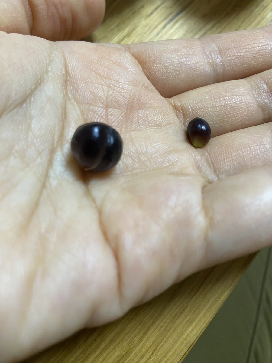 今朝、妻が玄関の外に出ると、玄関脇に封筒が置いてあり、見舞金？支援金？と、これらの種が入ってました。

封筒にも種の入った入れ物にも、一切なんの記載もなく、どなたからなのか？何の種なのか？も全く解らず、嬉しい反面、ちょっと困っています。
(^_^;)
動けるようになったら種は撒いてみる。