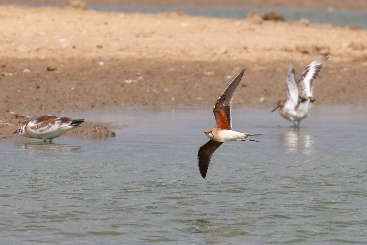jamiesample99's tweet image. Excellent morning at Frampton Marsh today, with superb views of the Collared Pratincole as it hawked around catching insects @RSPBFrampton