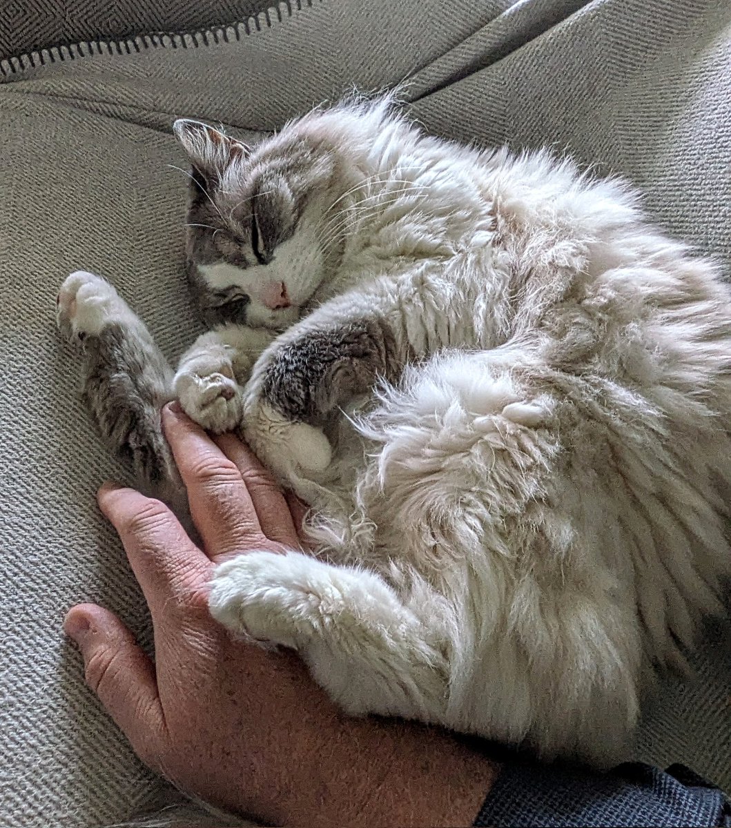 Freeman_4_Ever's tweet image. Nap time