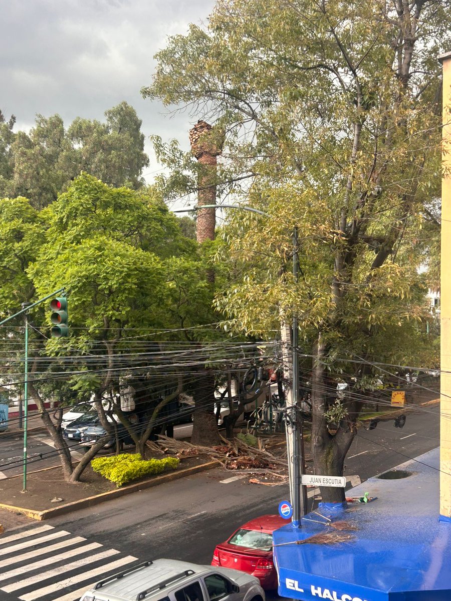 lasillarota's tweet photo. 🚨 Cae copa de palmera por fuertes vientos y bloquea la vialidad en Cumbres de Maltrata y Juan Escutia. 

Precaución en la zona. @SEDEMA_CDMX , @C5_CDMX https://t.co/Ef4qfiyitJ