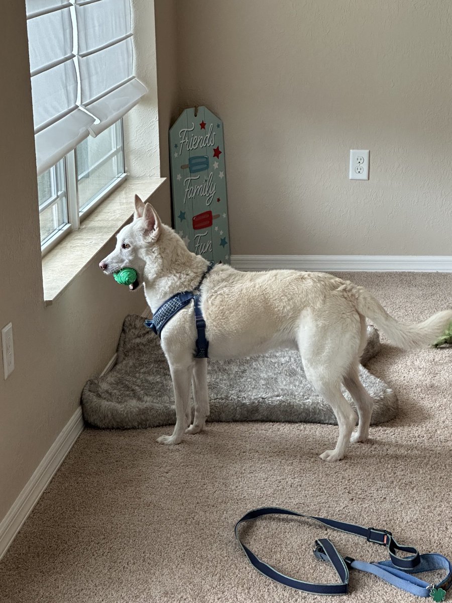 emmaskid7's tweet photo. Keeping his eye on the neighborhood with his ball. π€£πΎβ€οΈ #dogsoftwitter #dogsofx #FunwithFinn https://t.co/nRrRcAQzD5