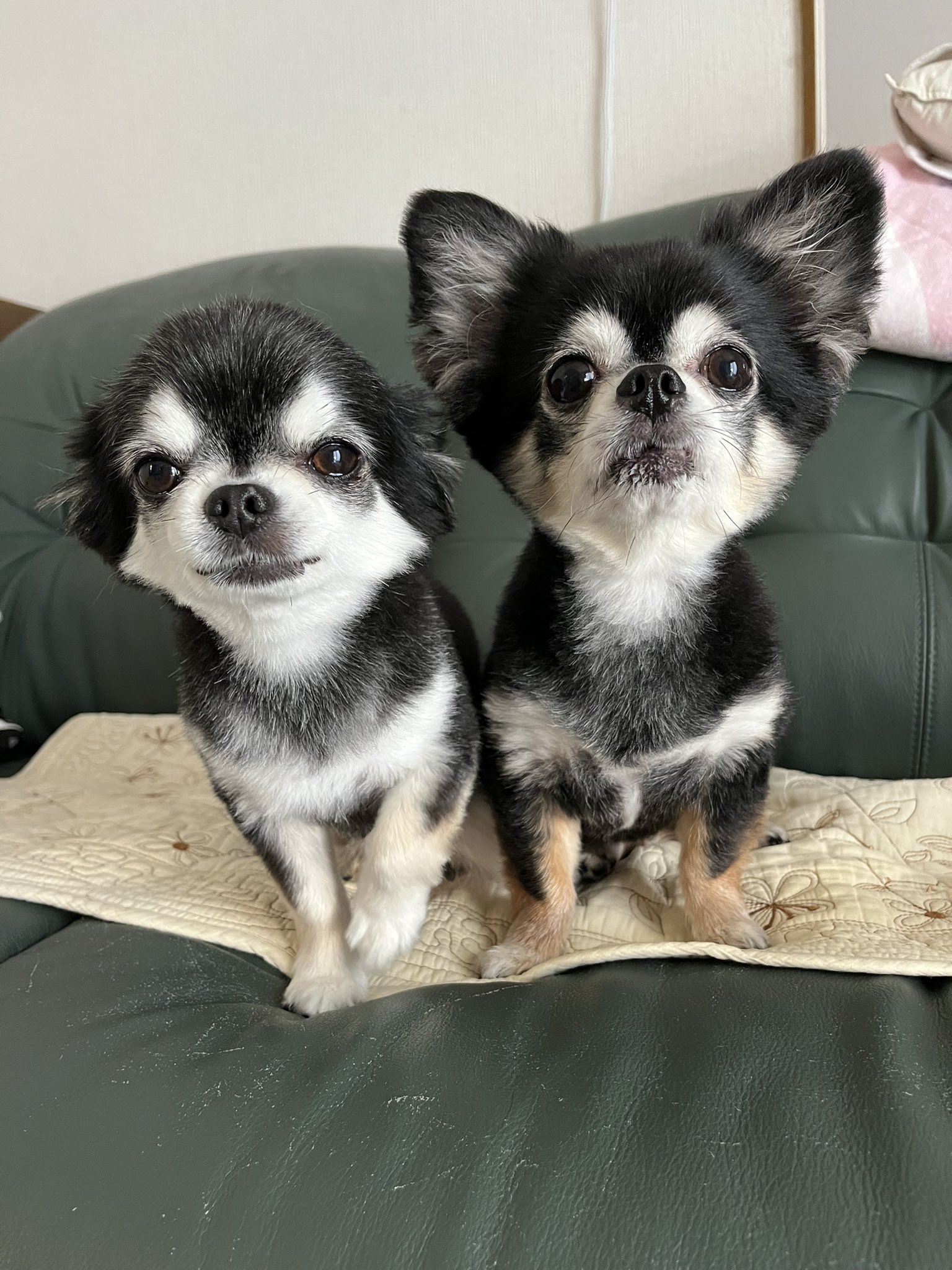 ﾁﾜﾜ🐶いずも蘭丸🐾 on X: 