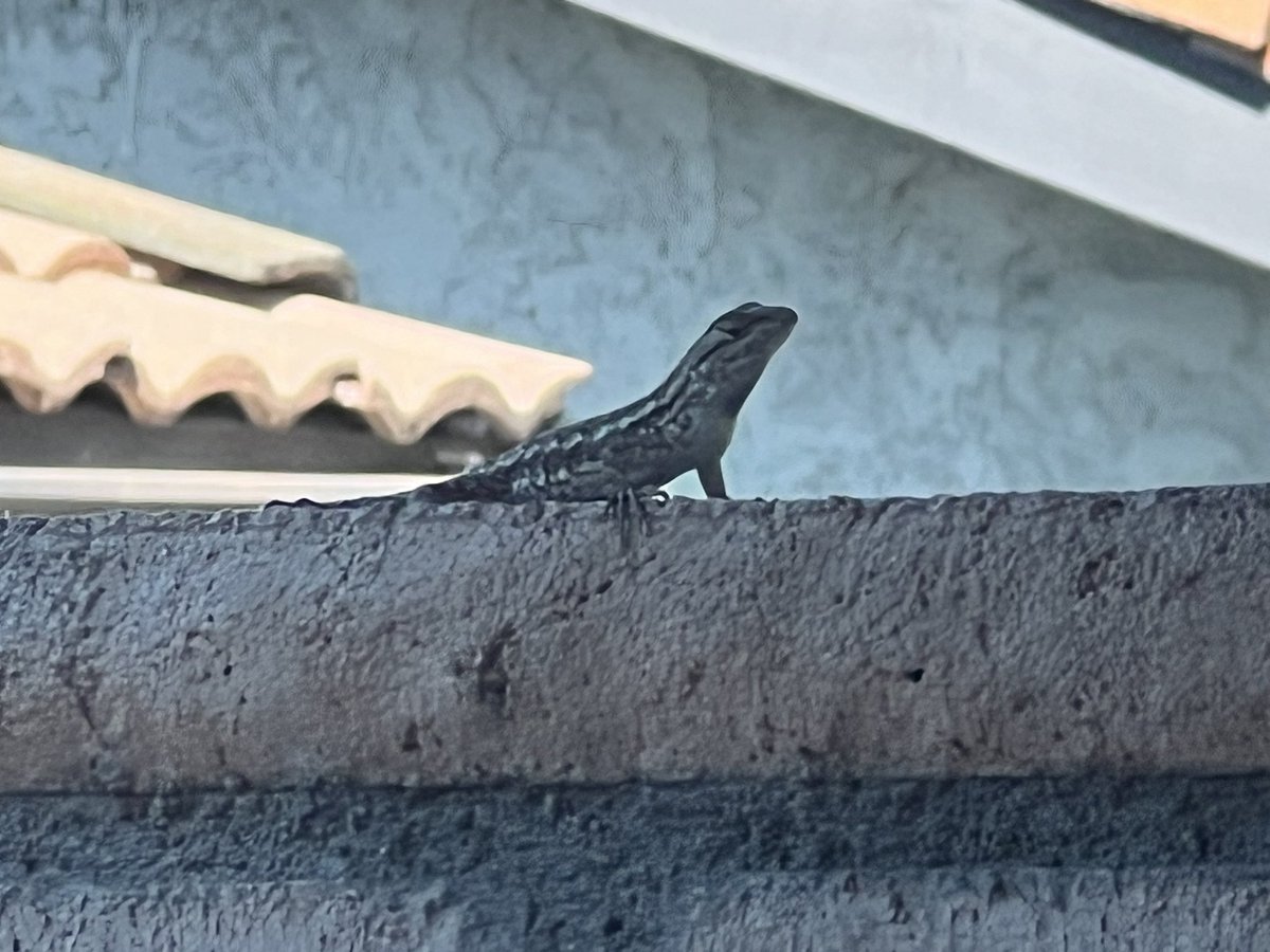 ballothecat's tweet photo. @GailCarangelo @Mouser33943163 @lmr448 @MewllerRobert This is an announcement from the #ReggieNewsNetwork #RNN a lizard has been spotted Ballos old spot reactions, and opinions to follow https://t.co/sVpfSzeFJA