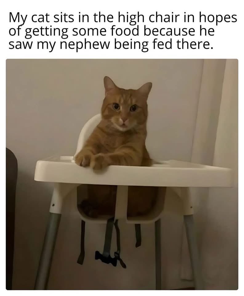 😹😹