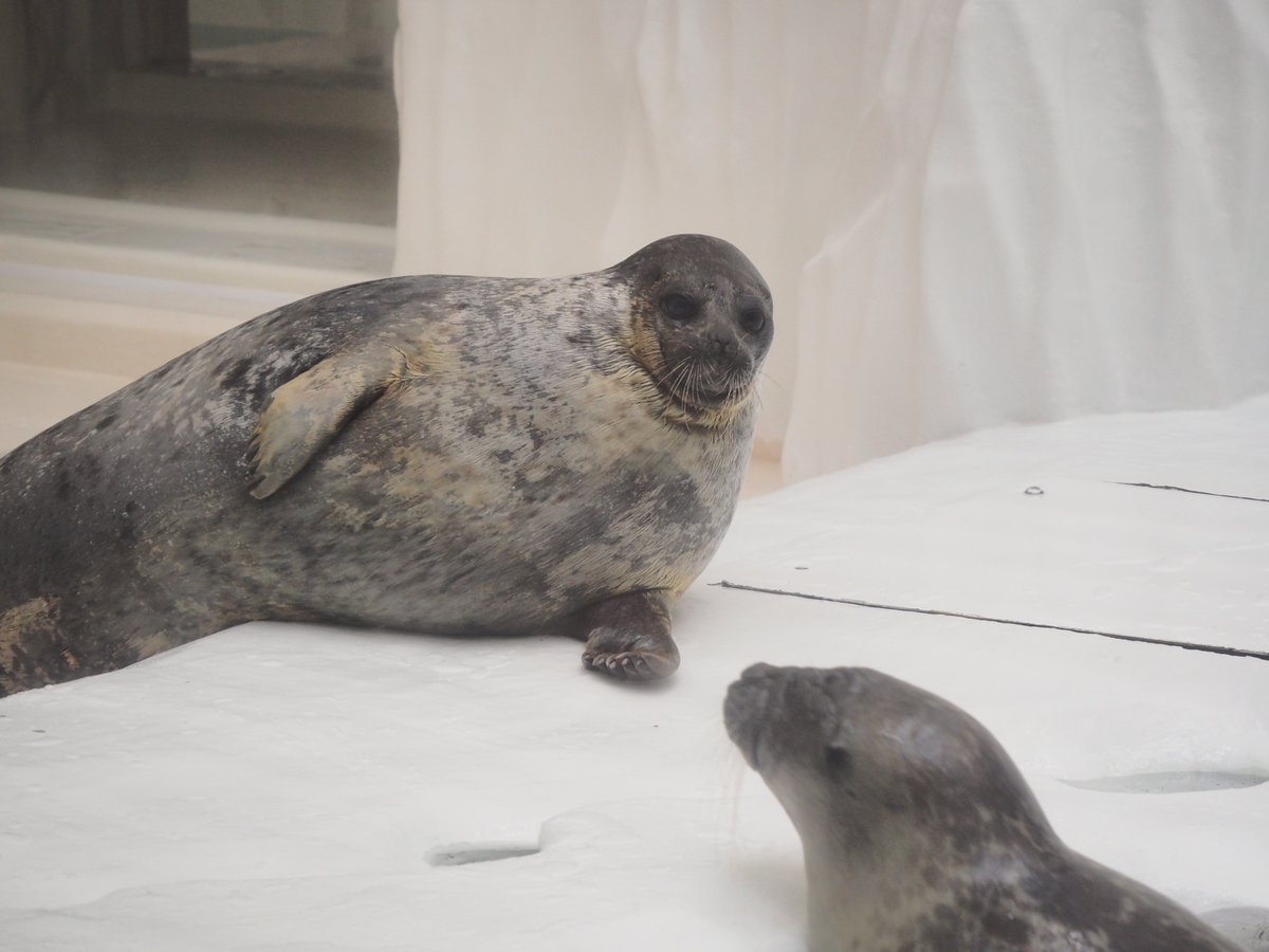 icetdn1's tweet photo. めっちゃモヤが嫌なユキちゃん

2025.04
#海遊館
#ワモンアザラシ https://t.co/DQqJGn6YLn