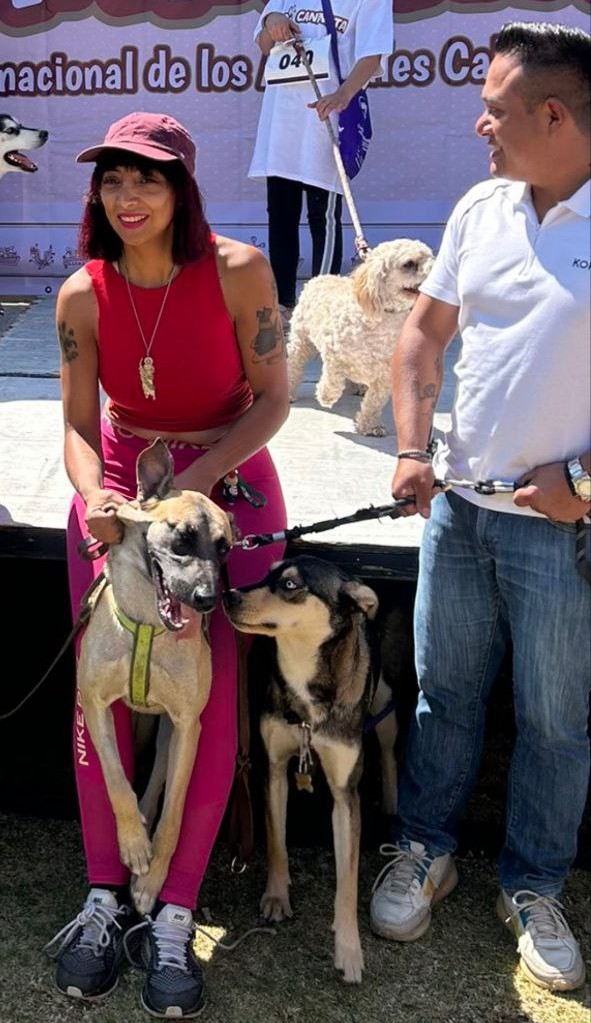 ¿Qué es el manejo etológico?

El manejo etológico es el único enfoque legalmente reconocido en CDMX para tratar animales: se basa en su comportamiento natural y excluye el uso de violencia.

Conocerlo es necesario para saber si quienes trabajan con animales, incluyendo