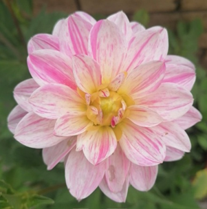 İlim servetten üstündür; Çünkü serveti sen korursun oysa ilim seni korur. -Hz. Ali (r.a.)